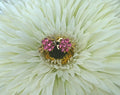 Vintage Floral Clip On Earrings, Pink Rhinestone Costume Jewelry