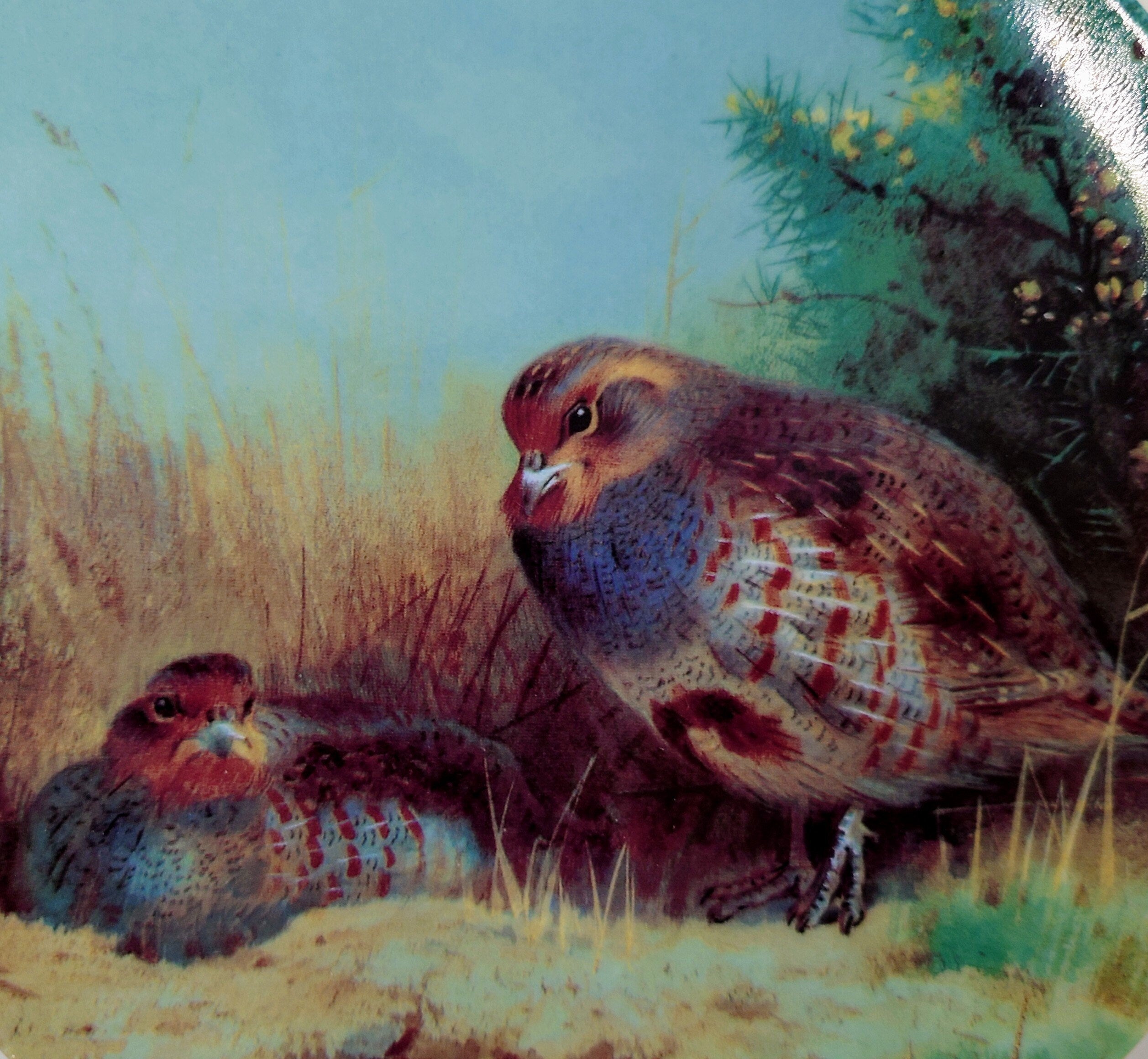 Vintage Bird Decorative Partridges in a summer health  Wall Ceramic Plate  Fine Bone China Porcelain The Bradford Exchange