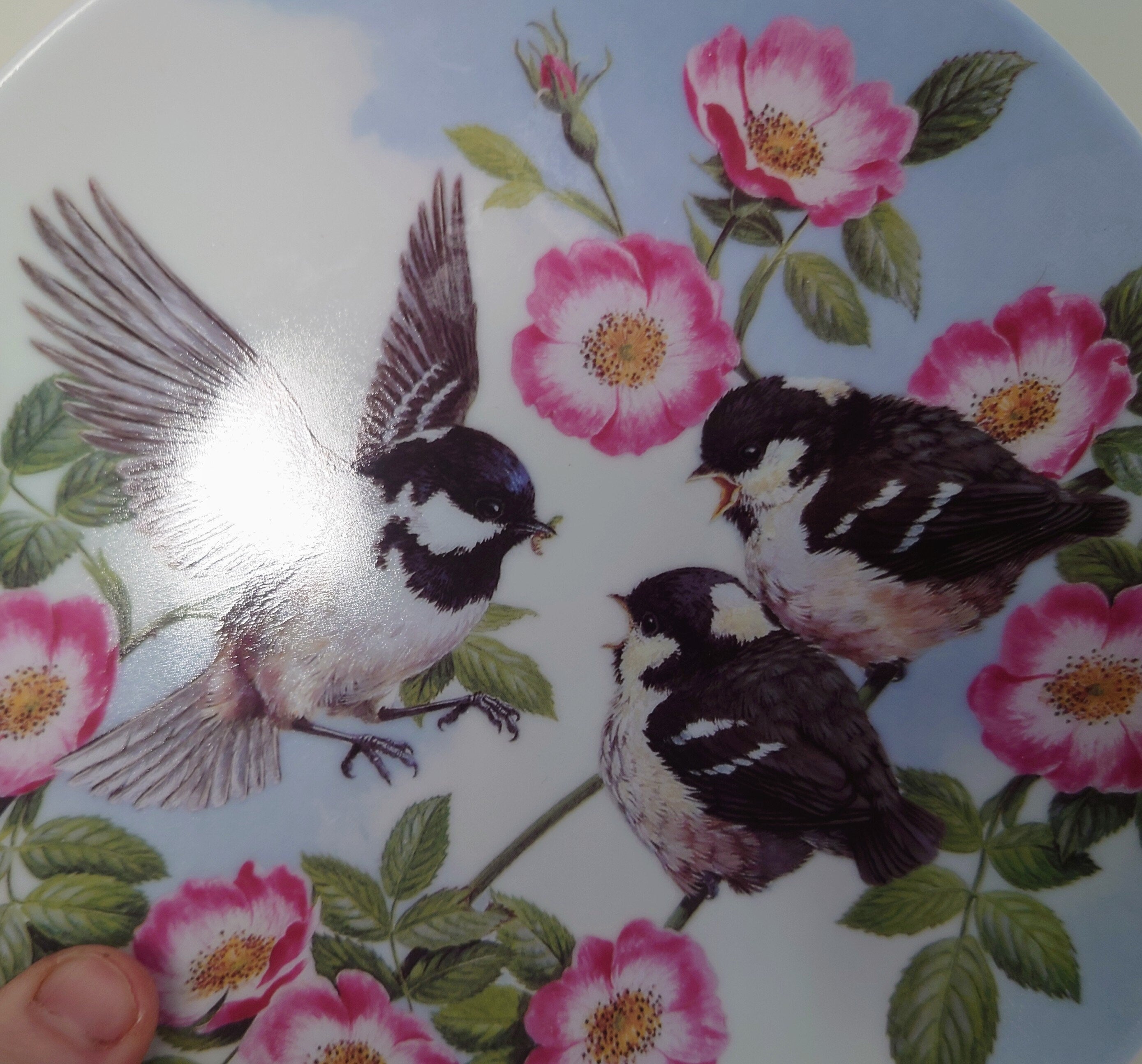 Vintage Bird Decorative Finch Bird Plate Wall Ceramic Finch Plate Royal Worcester ' Springtime Feast'  Fine Bone China Porcelain England