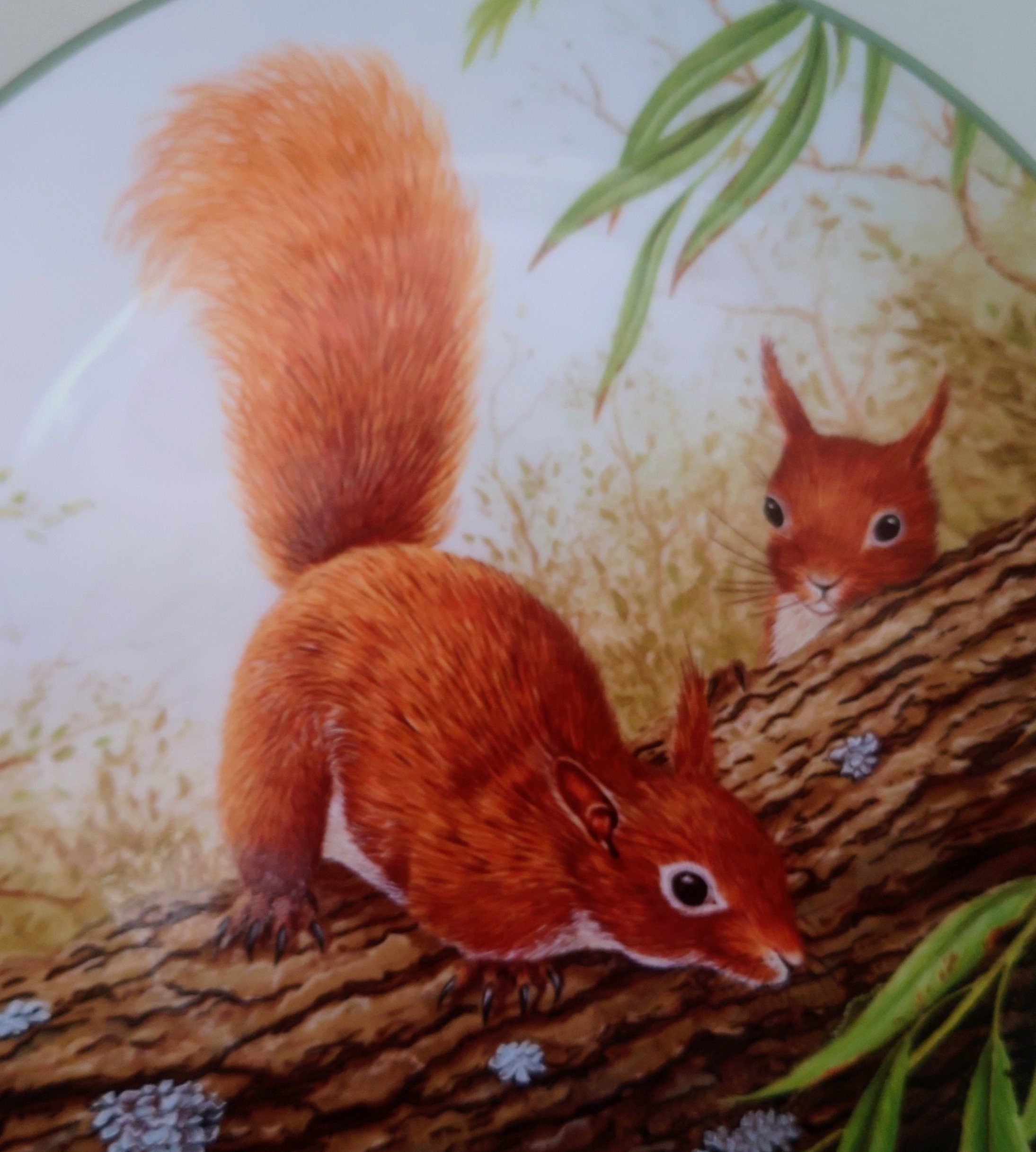 Vintage Squirrel Plate Decorative Plate Royal Doulton Collectable Wall Ceramic 'Squirrel branch' Plate Rollinson's portraits of nature Boxed