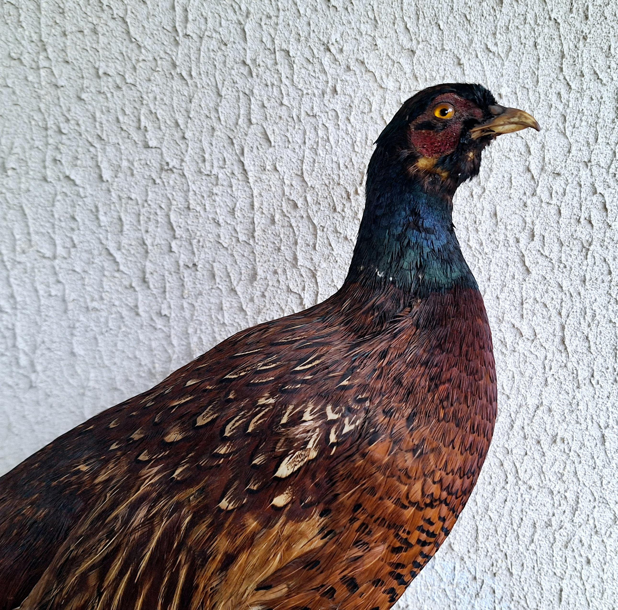 Vintage Taxidermy Pheasant on Wooden Base - Realistic Game Bird Sculpture - Country Decor - Hunting Lodge Accent - Man Cave Collectible -