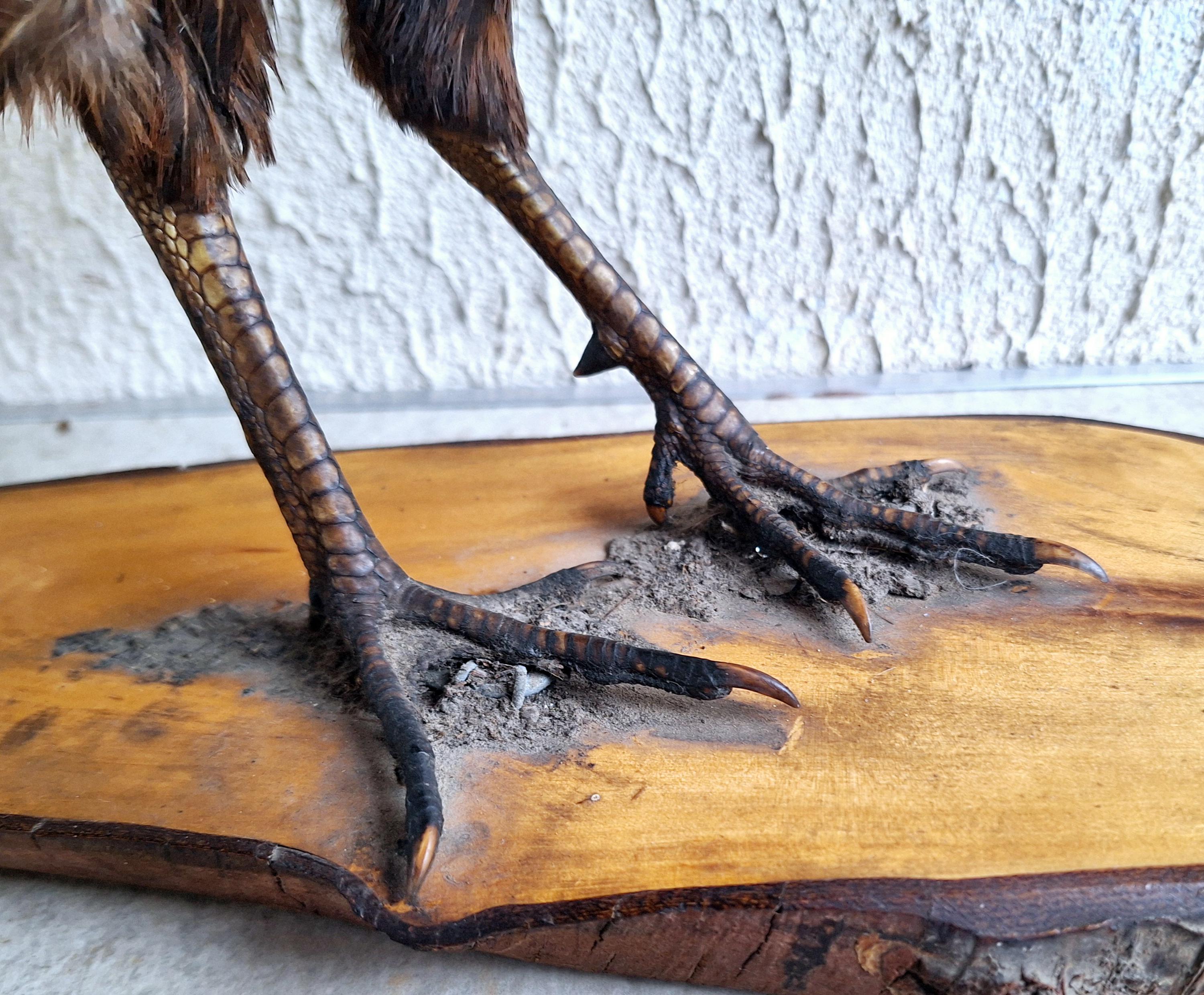 Vintage Taxidermy Pheasant on Wooden Base - Realistic Game Bird Sculpture - Country Decor - Hunting Lodge Accent - Man Cave Collectible -