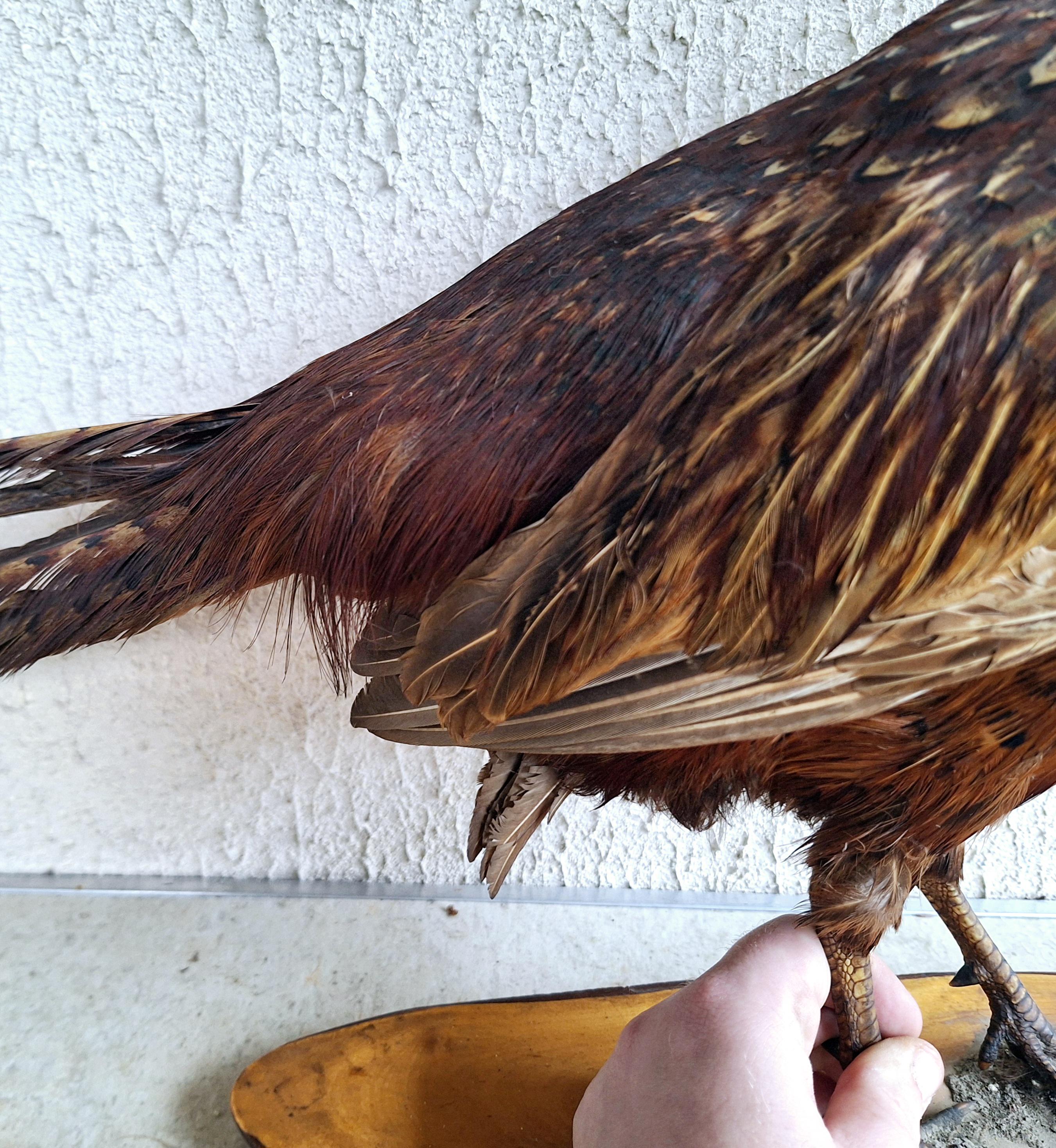 Vintage Taxidermy Pheasant on Wooden Base - Realistic Game Bird Sculpture - Country Decor - Hunting Lodge Accent - Man Cave Collectible -