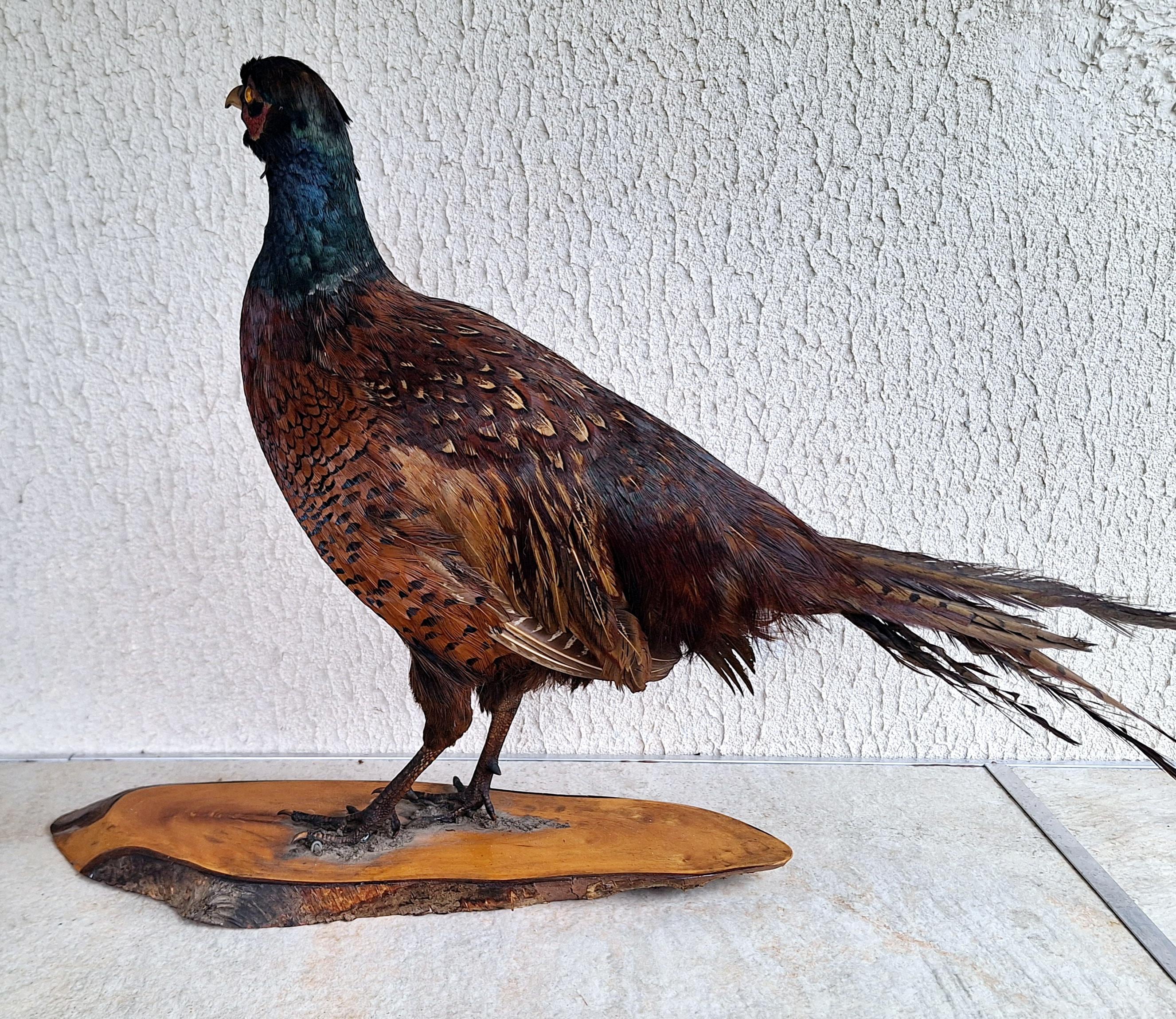 Vintage Taxidermy Pheasant on Wooden Base - Realistic Game Bird Sculpture - Country Decor - Hunting Lodge Accent - Man Cave Collectible -