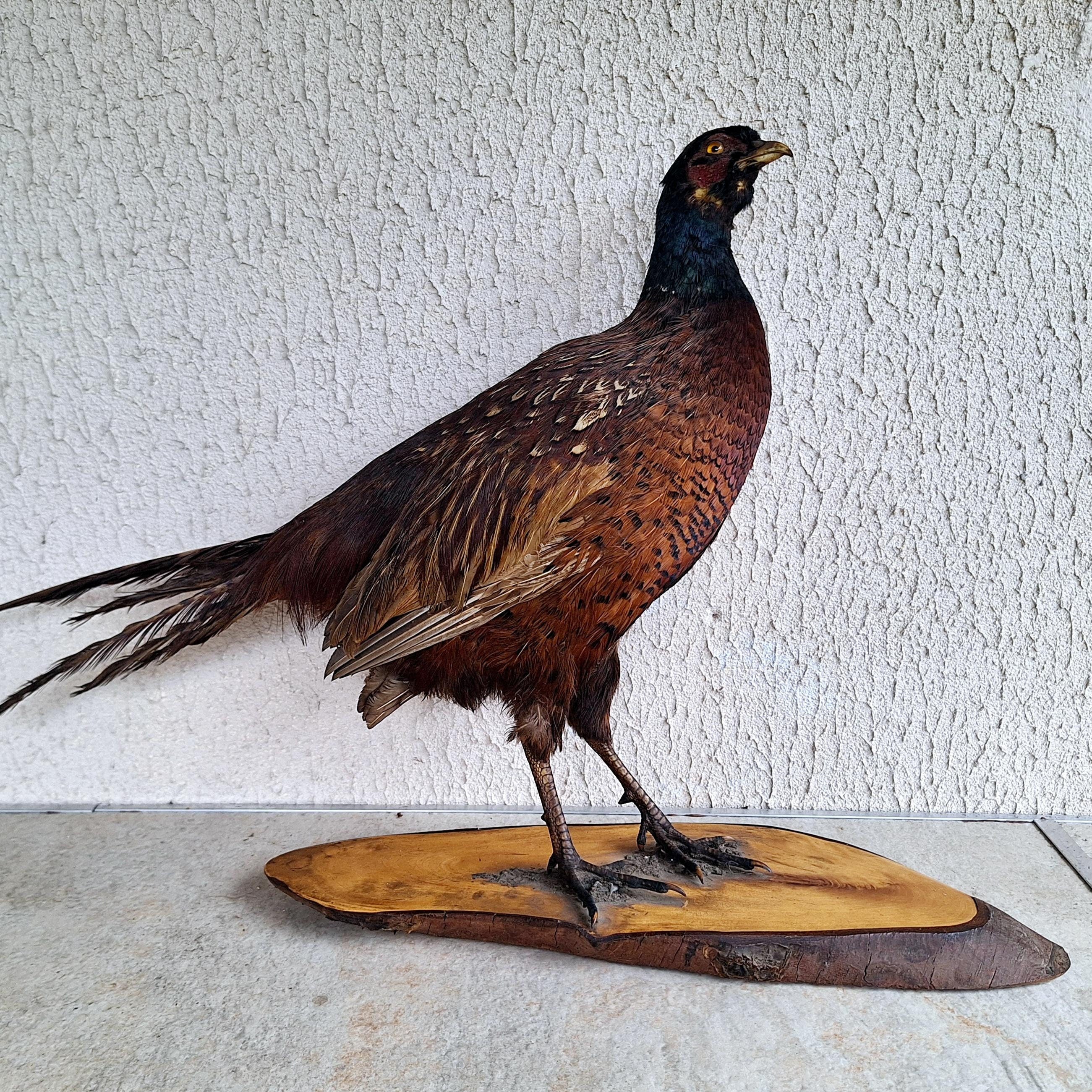 Vintage Taxidermy Pheasant on Wooden Base - Realistic Game Bird Sculpture - Country Decor - Hunting Lodge Accent - Man Cave Collectible -
