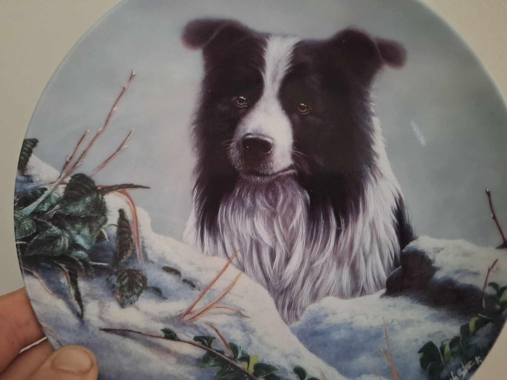 Winter Watch Danbury Mint Border Collie Plate by John Silver | Royal Worcester Collector Dog Plate with COA | Gift for Dog Lovers