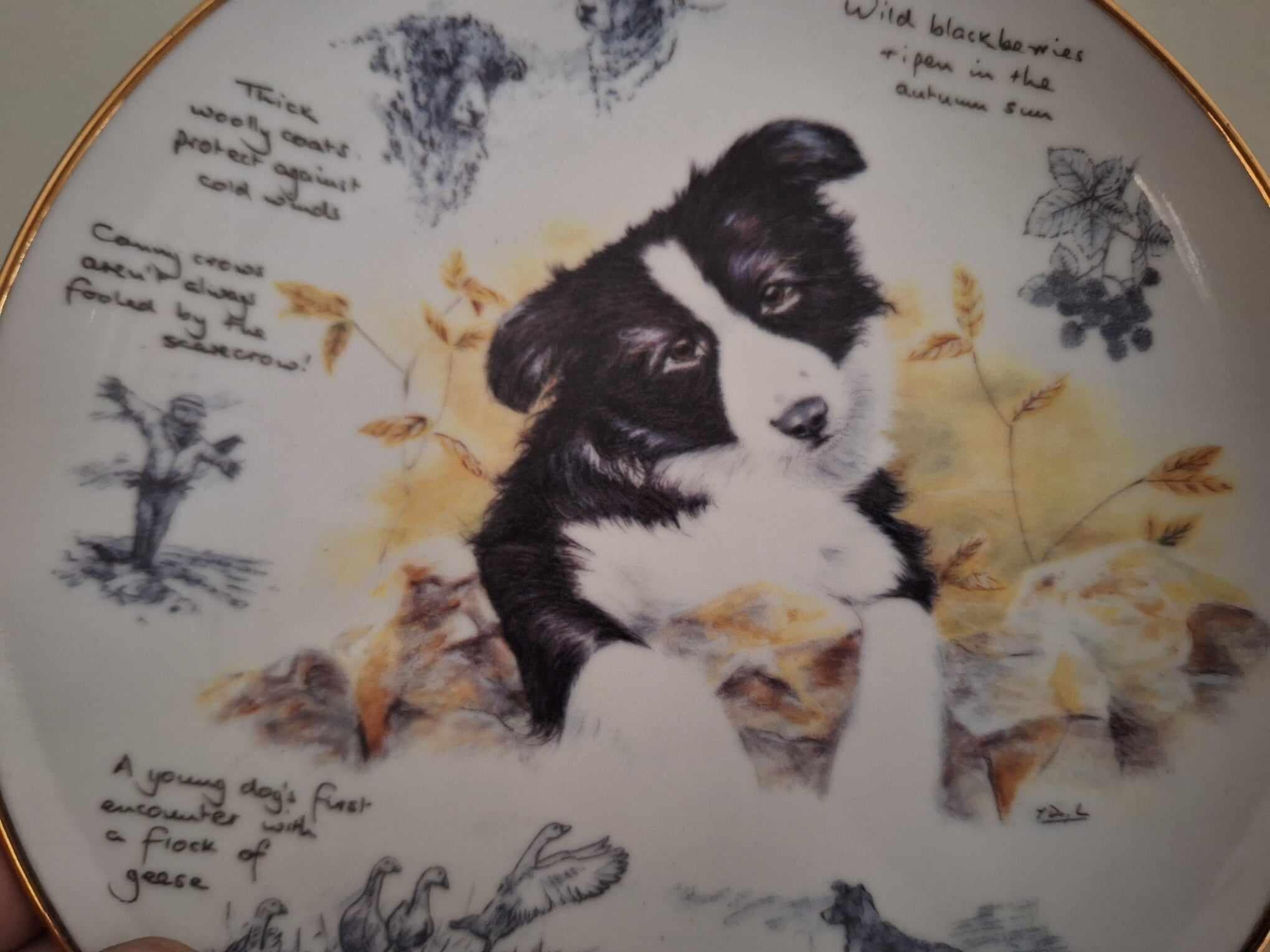 Border Collie Collector Plate 'November' by Paul Doyle | Danbury Mint | Limited Edition Dog Art Plate | COA Included | 2000s Vintage Gift
