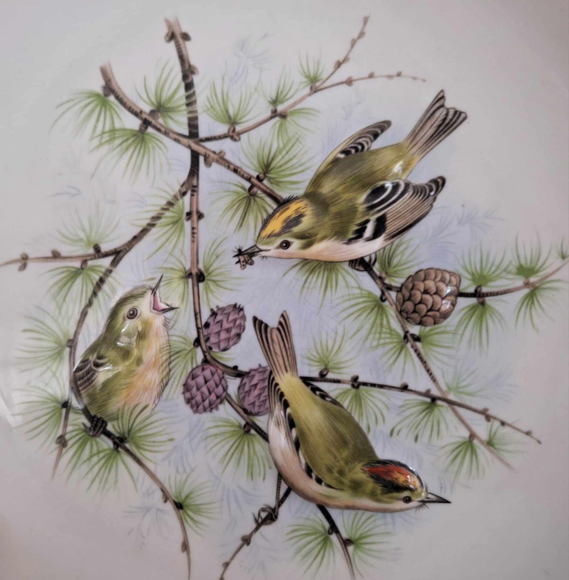 Vintage Bird Plate by Marcel Boulanger  Goldcrests on Pine  Made in England  Wall Hanging  Wildlife Art Collector Plate
