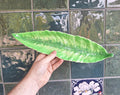 Vintage Carlton Ware Green Leaf Serving Dish, Tropical Ceramic Tray, Made in England