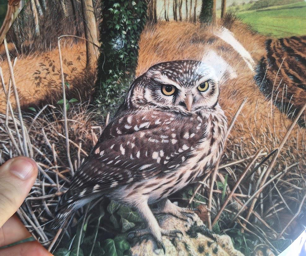 Vintage Wedgwood Little Owl Collector Plate, The Majesty of Owls, Trevor Boyer Danbury Mint Wildlife Wall Decor, 1992 English China