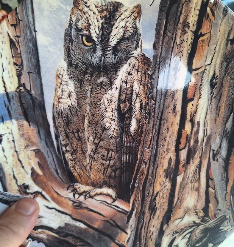 Vintage Wedgwood Scops Owl Collector Plate 1992, Majesty of Owls Trevor Boyer, Danbury Mint Bird Wall Décor Made in England